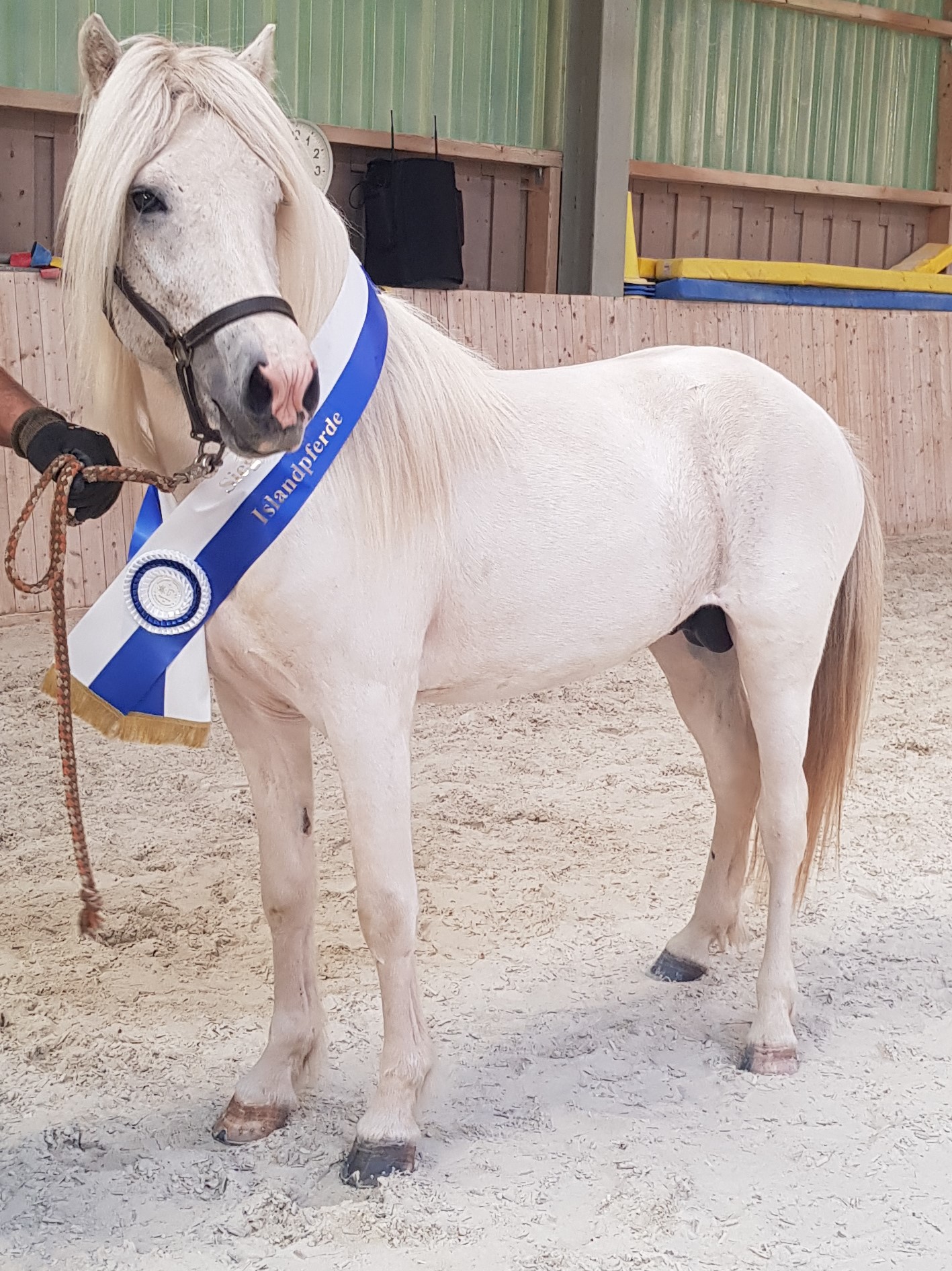 Isabellfalbschecke Blettur