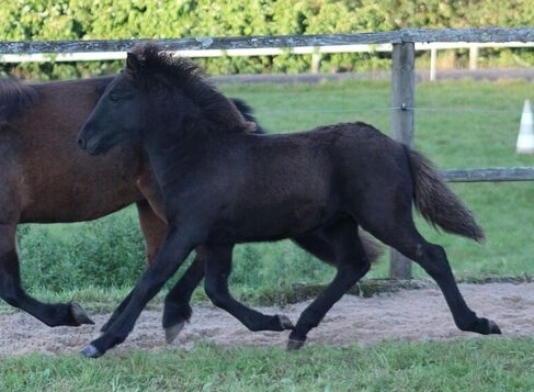 Naddur vom Berghof 2
