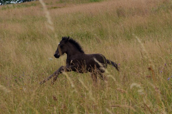 Nachzucht 2016 Svoert vom Berghof